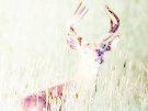 Cerf